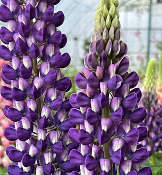 Lupine �PURPLE/WHITE� Cont. 1 l