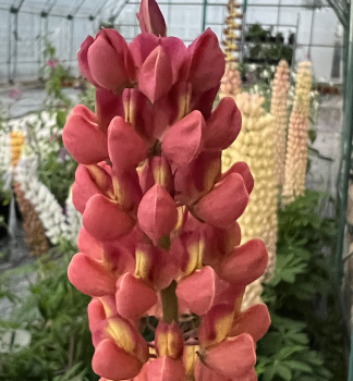 Lupine �RED/ORANGE� Cont. 1 l