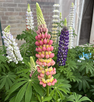 Lupine �YELLOW/ORANGE� Cont. 1 l
