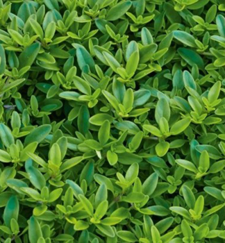 Zitronen-Thymian 'GOLDY', Cont. 0,5 l