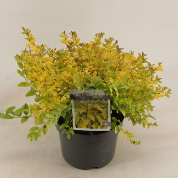 Obr�zok (5)