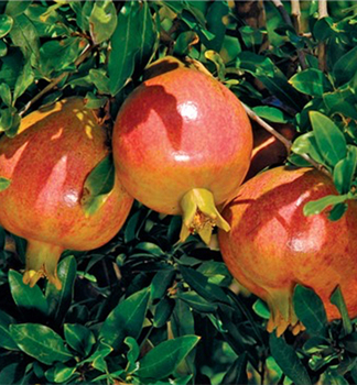 Granatapfelbaum �FAVORITE�� 30-40 cm, Cont. 4 l