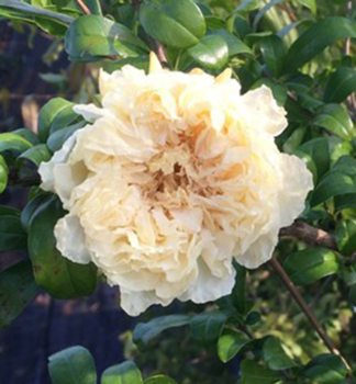 Granatapfelbaum �HAKU BOTAN�� 20-30 cm, Cont. 4 l