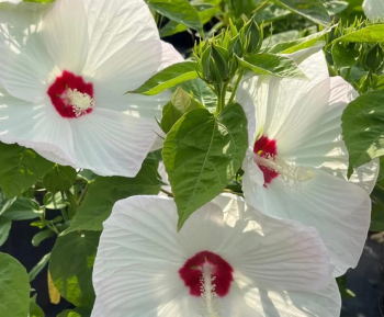 Sumpfeibisch �LUNA F1 WHITE�, 15-20 cm, Cont. 3 l