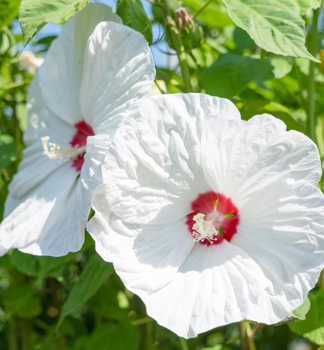 Sumpfeibisch �LUNA F1 WHITE�, 15-20 cm, Cont. 3 l
