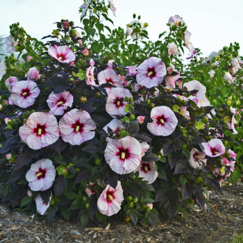 Sumpfeibisch 'PERFECT STORM�' 20-30 cm, Cont. 2 l