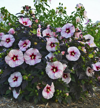 Sumpfeibisch 'PERFECT STORM�' 20-30 cm, Cont. 2 l