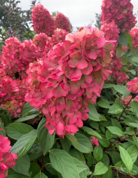 Rispenhortensie �BONFIRE�� 30-40 cm, Cont. 3 l