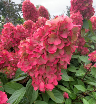 Rispenhortensie �BONFIRE�� 30-40 cm, Cont. 3 l