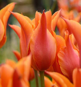 Tulpe �BALLERINA�, Packungsinhalt 5 St.