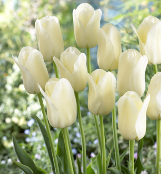 Tulpe �CITY OF VANCOUVER�, Packungsinhalt 5 St.