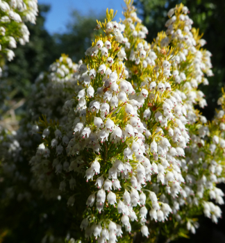 Baumheide �GOLDEN JOY�, Cont. 0,5 l