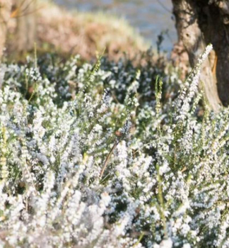 Winterbl�hende Heide �WHITE SPRING SURPRISE�, Cont. 0,5 l