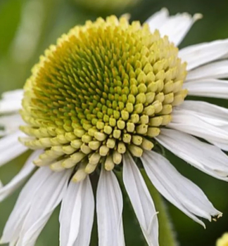 Sonnenhut (Echinacea) �DELICIOUS CANDY WHITE� Cont. 0,5 l