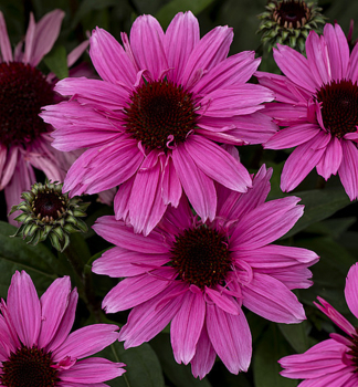 Sonnenhut (Echinacea) �SUN MAGIC� VINTAGE HOT PINK� Cont. 0,5 l