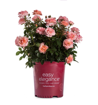 Strauchrose �EASY ELEGANCE� CALYPSO�, Cont. 3 l