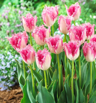 Tulpe �HUIS TEN BOSCH�, Packungsinhalt 5 St.