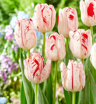 Tulpe �ONE DIRECTION�, Packungsinhalt 5 St.