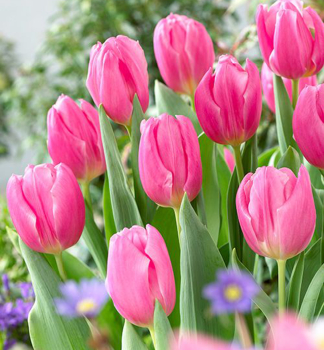 Tulpe �PINK FLAG�, Packungsinhalt 5 St.