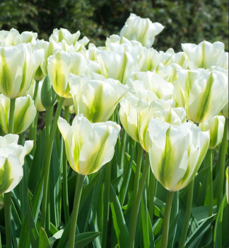 Tulpe �SPRING GREEN� Packungsinhalt 5 St.