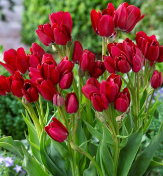 Tulpe �FIERY CLUB� Packungsinhalt 5 St.