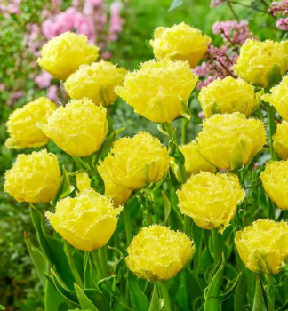 Tulpe �LEMON SHOOT�, Packungsinhalt 5 St.