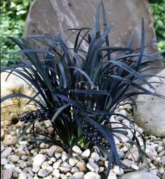 Schwarzer Schlangenbart NIGER Cont. 1,4 l
