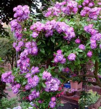 Kletterrose VEILCHENBLAU, Cont. 1,6 l, Pflanze mit Rankhilfen