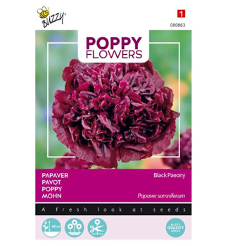 Samen - MOHN POPPY BLACK PAEONY