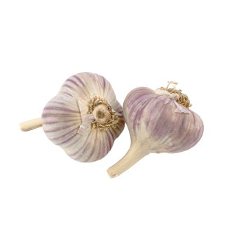 Pflanzknoblauch �OTAKAR�, 250 g, Stange, 4 K�pfe