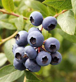 Heidelbeere �HEERMA� 40-50 cm, Cont. 2,5 l