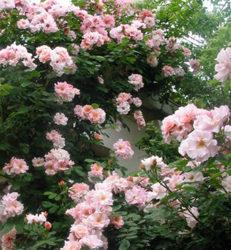 Kletterrose 'CLAIR MATIN', Cont. 1,6 l Pflanze mit Rankhilfen