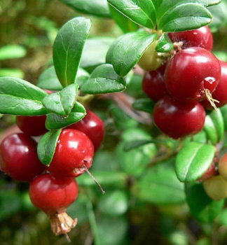 Preiselbeere �RUNO BIELAWSKIE� 15-20 cm, Cont. 2 l