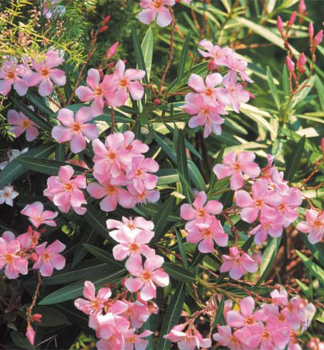 Hellrosa Oleander 'EMILIE' 20-30 cm, Cont. 5 l