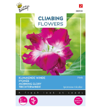 Samen - TRICHTERWINDE PINK MORNIG GLORY