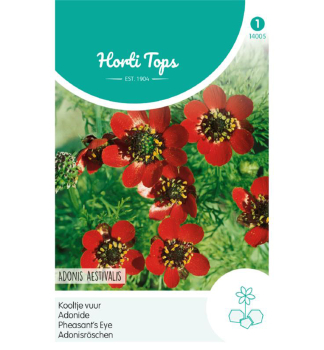 Samen - Adonisrschen RED FLOWERING