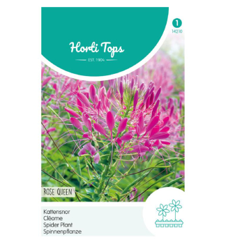 Samen - SPINNENPFLANZE 'ROSE QUEEN'