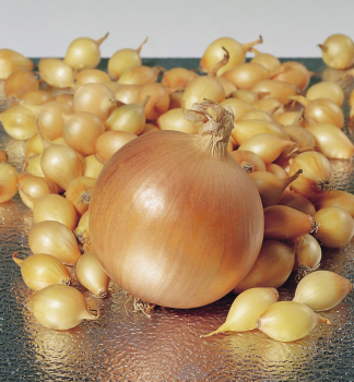 Steckzwiebeln 'HERKULES'  8-15 mm, 250 g