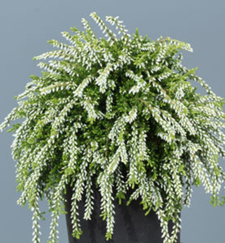 Besenheide 'CLAIRE' Cont. 0,5 l