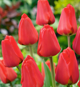 Tulpe APELDOORN, Packungsinhalt 5 St.