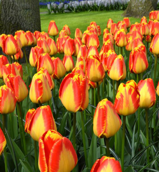 Tulpe 'BANJA LUKA' Packungsinhalt 5 St.