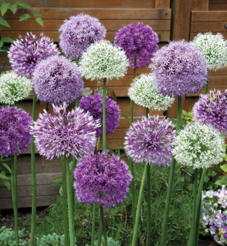 Allium LARGE FLOWERING MIX Packungsinhalt 3 St