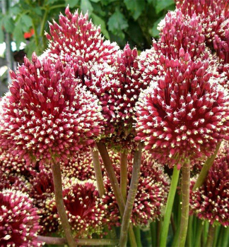 Allium RED MOHICAN Packungsinhalt 2 St.