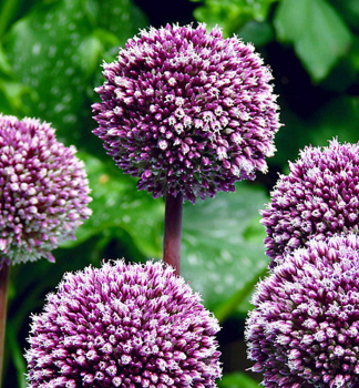 Allium �SUMMER DRUMMER� Packungsinhalt 2 St.