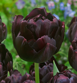 Tulpe BLACK HERO, Packungsinhalt 5 St.