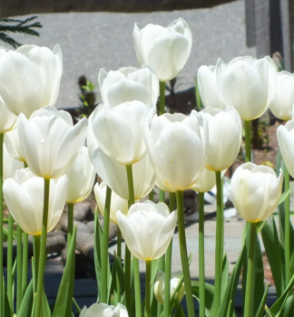 Tulpe CATHERINA Packungsinhalt 5 St.
