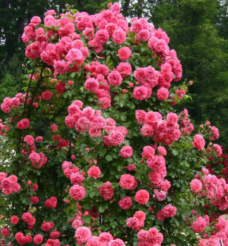 Kletterrose ROSARIUM UETERSEN * Tantau, Cont. 2 l
