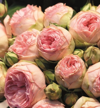 Groblumige Buschrose LOVELY ROKOKO ** Tantau, Cont. 2 l