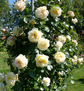 Kletterrose SCHNEEWALZER *** Tantau, Cont. 2 l