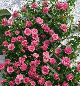 Kletterrose LAWINIA *** Tantau, Cont. 2 l